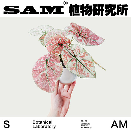 粉草莓彩叶芋彩色叶片粉红色叶片网红绿植鲜艳耐晒易养护绿植礼物