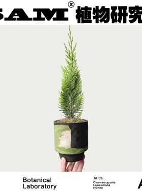 伊万妮扁柏/耐寒/网红植物/INS绿植/室内家居阳台露台易养护盆栽