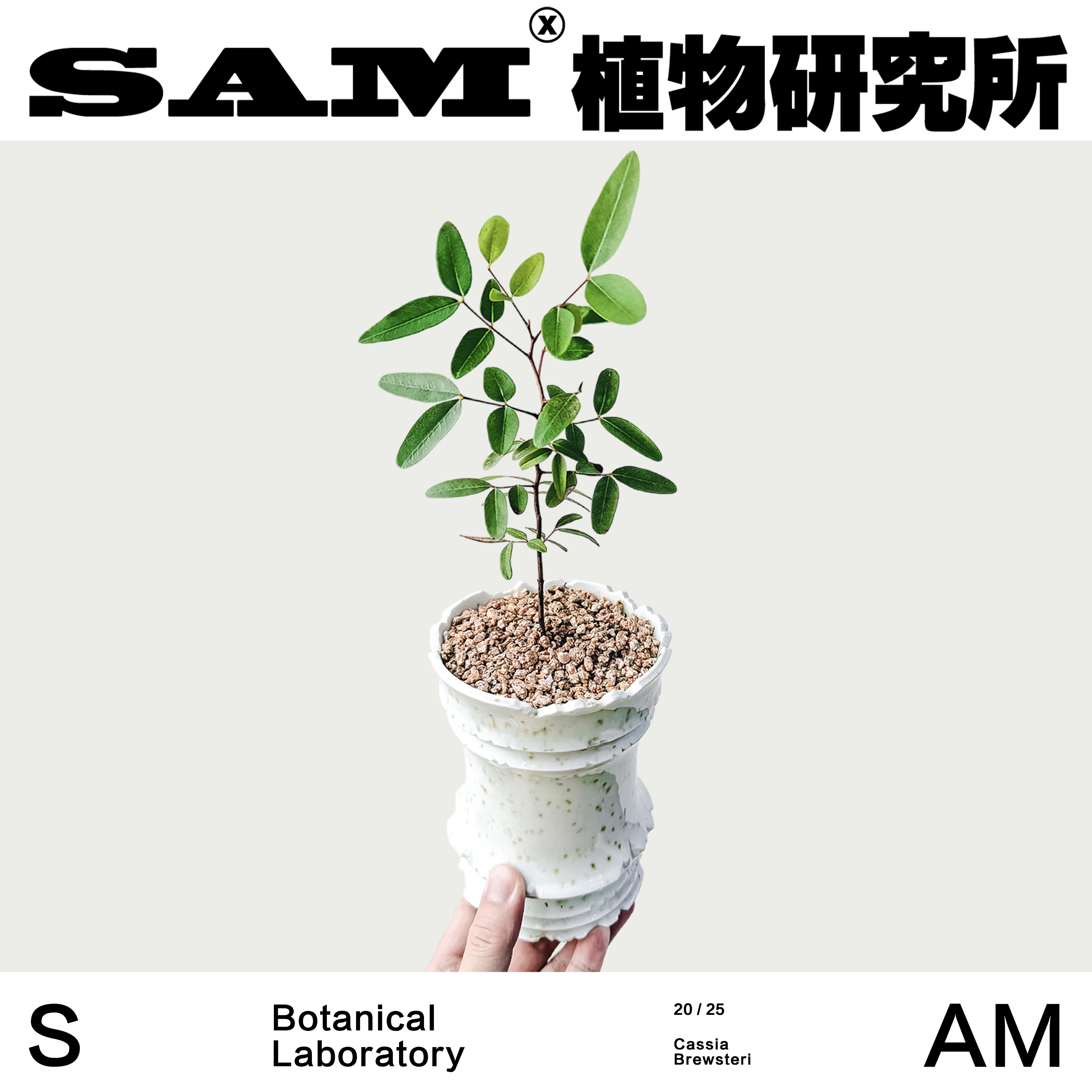 澳大利亚布鲁斯特决明/一物一拍/潮流块根植物/ins小众家居绿植