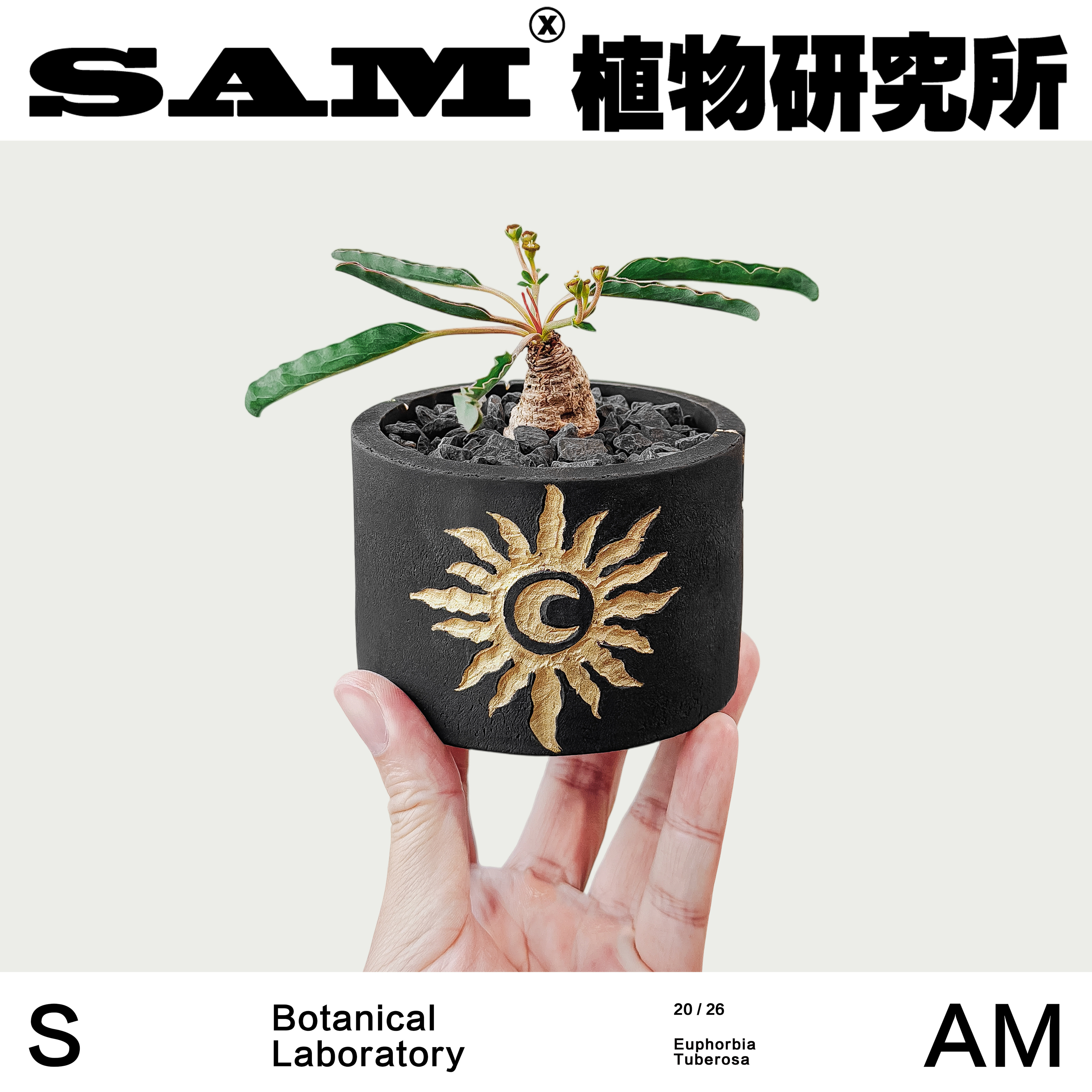 土拨鼠大戟小众块根办公桌桌面植物潮流家居阳台绿植懒人好养礼物