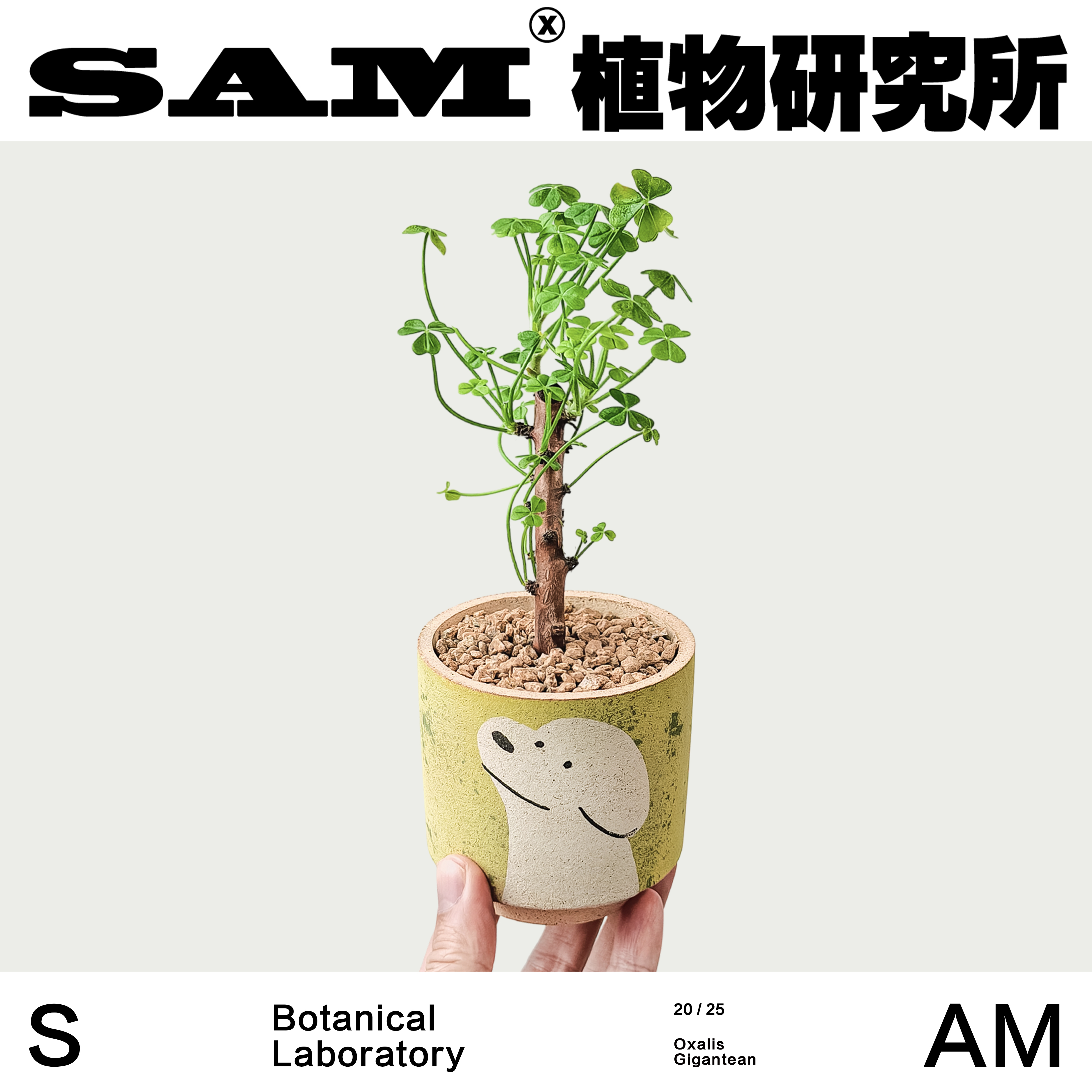 巨人酢浆草/小众块根/INS绿植/室内家居/阳台花园/盆栽/植选礼物