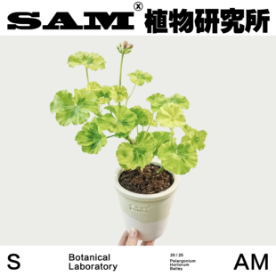 贝贝安尼斯/天竺葵/网红植物/INS绿植桌面阳台/室内易养护绿植