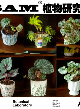 中古花盆陶瓷花盆带孔植物陶瓷花盆绿植盆栽阳台花园家居植选礼物