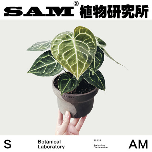 sam植物研究所水晶花烛克莱恩