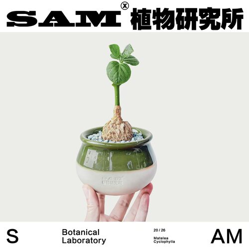 龟甲萝藦耐旱办公室桌面沙生块根植物潮流块根耐晒易养护盆栽礼物