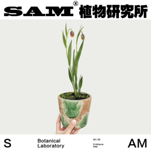 开花植物盆栽绿植 小众进口花卉 ins家居阳台 狐狸贝母 葡萄贝母