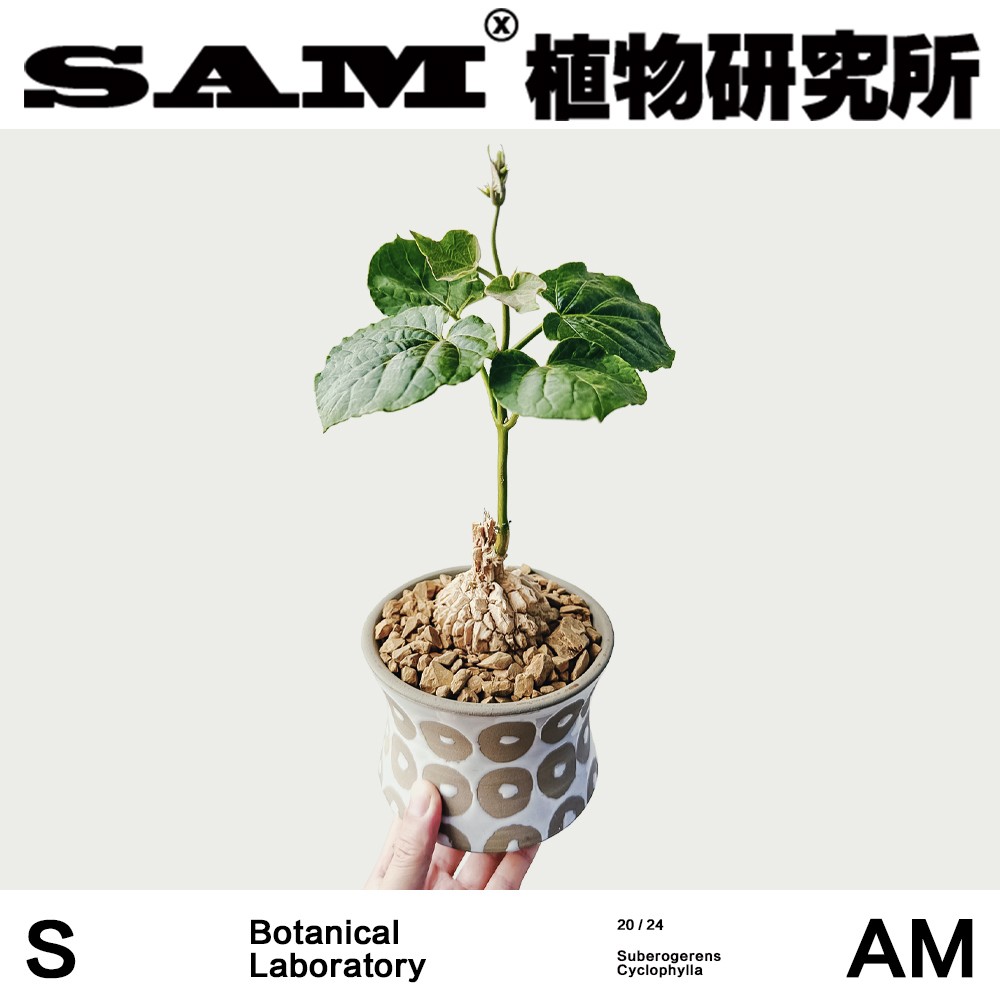 龟甲萝藦/一物一拍/沙生块根植物/潮流块根/耐晒易养护盆栽