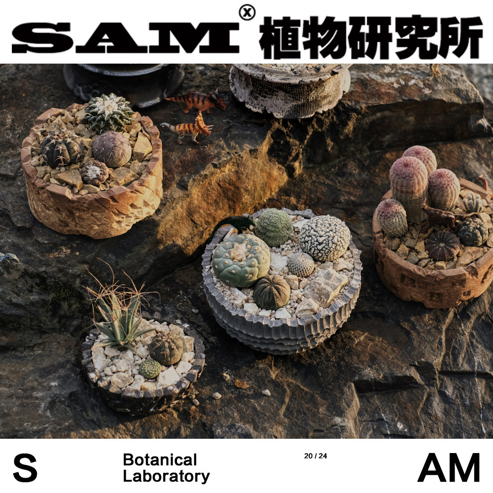 块根组盆一物一拍潮流植物办公桌小众盆栽家居绿植阳台花园礼物图片