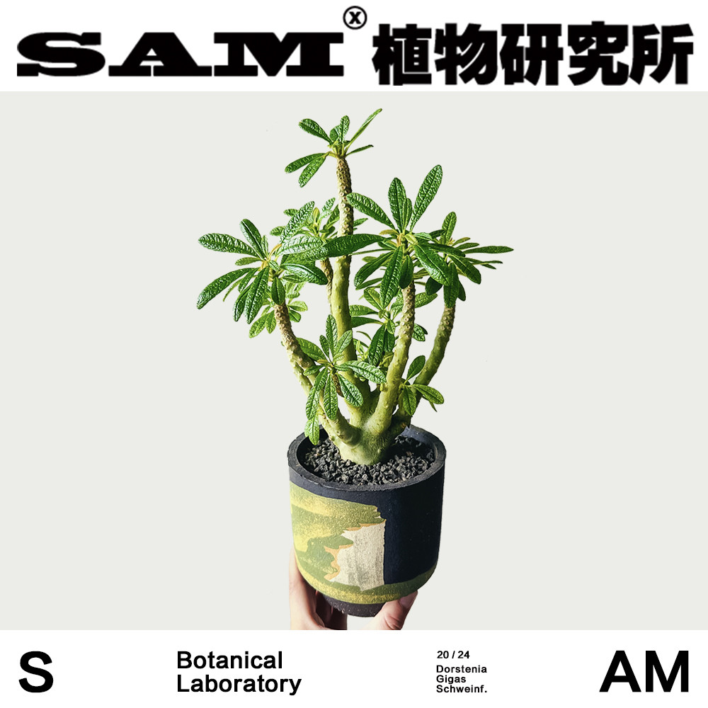 琉桑合辑/一物一拍/巨琉桑/泡泡叶/椰子琉桑/潮流块根/网红绿植