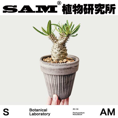 园艺实生象牙宫一物一拍小众块根植物潮流块根网红植物绿植礼物