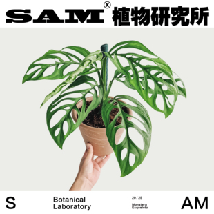 巨洞龟背竹/耐阴好养绿植/家居好物/进口盆栽/阳台花园/植选礼物