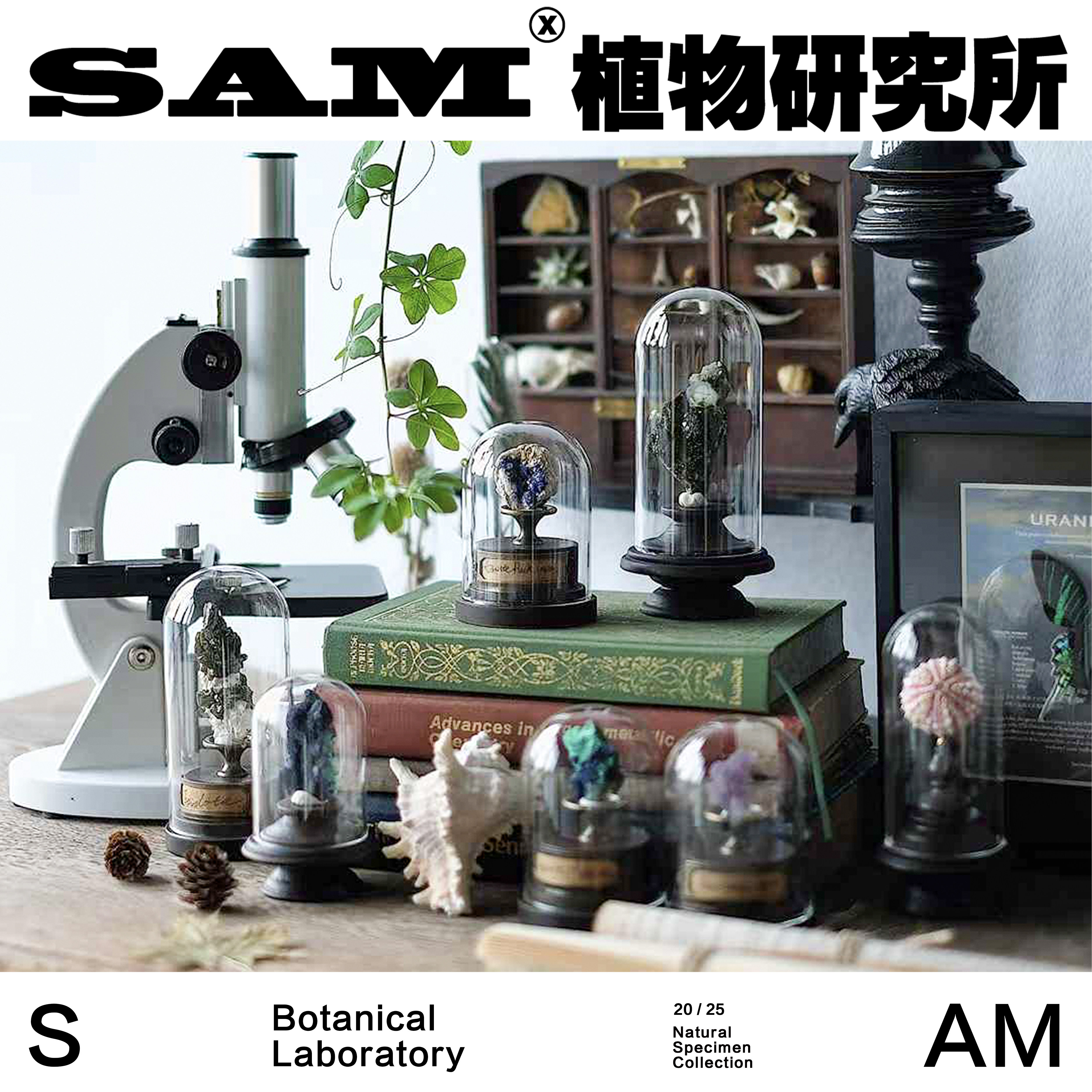自然标本海胆骨骼化石自然集中古摆件家居美学装修办公桌装饰陈列