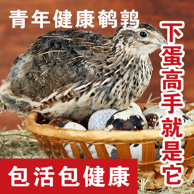 鹌鹑活物宠物下蛋好养活小动物