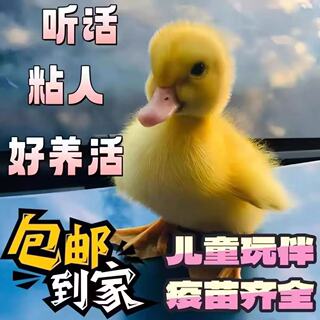 宠物小黄鸭活的网红鸭可达鸭活物柯基鸭观赏鸭科尔鸭仔