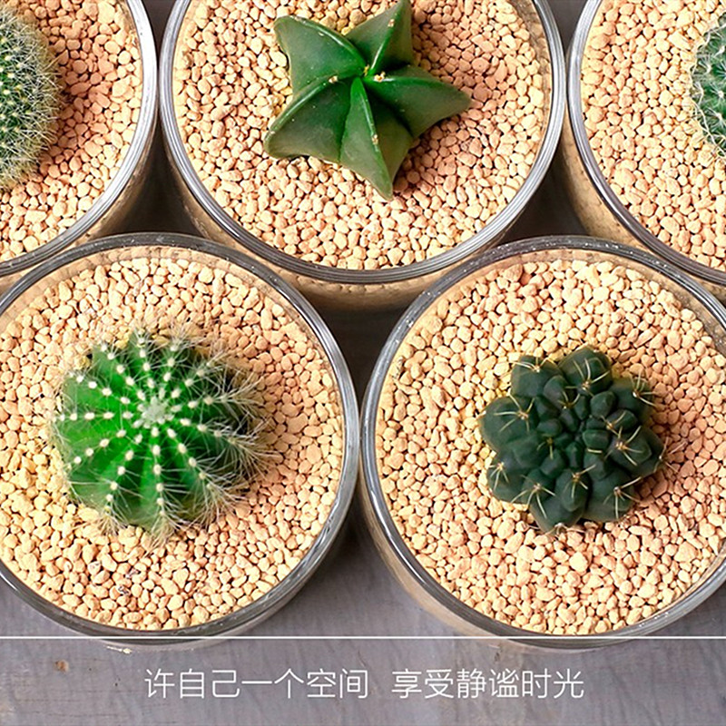 ins風多肉開花仙人球萬重山仙人掌桌面植物搖錢樹盆栽綠植在類目 鮮花速遞/花卉仿真/綠植園藝, 花卉/綠植盆栽（新）, 多肉植物中 - 來自Buy2taobao.com提供專業的淘寶代購服務