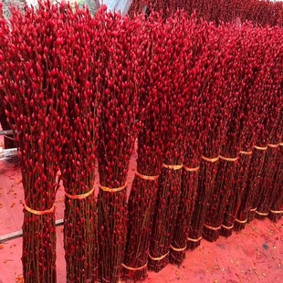 直播【推荐80cm高】银柳真花鲜枝年宵花卉室内客厅喜庆新年装饰