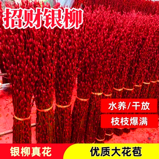 年宵银柳干花真花鲜枝植物红色银柳花瓶年宵花卉福桶客厅室内装 饰