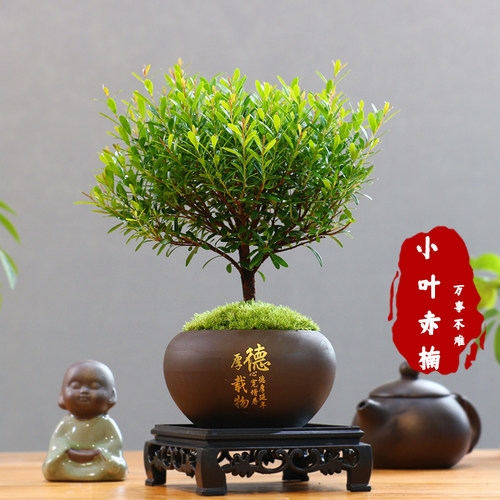 小叶赤楠老桩盆景苗植物花卉微景观水培办公室内好养四季常青盆栽