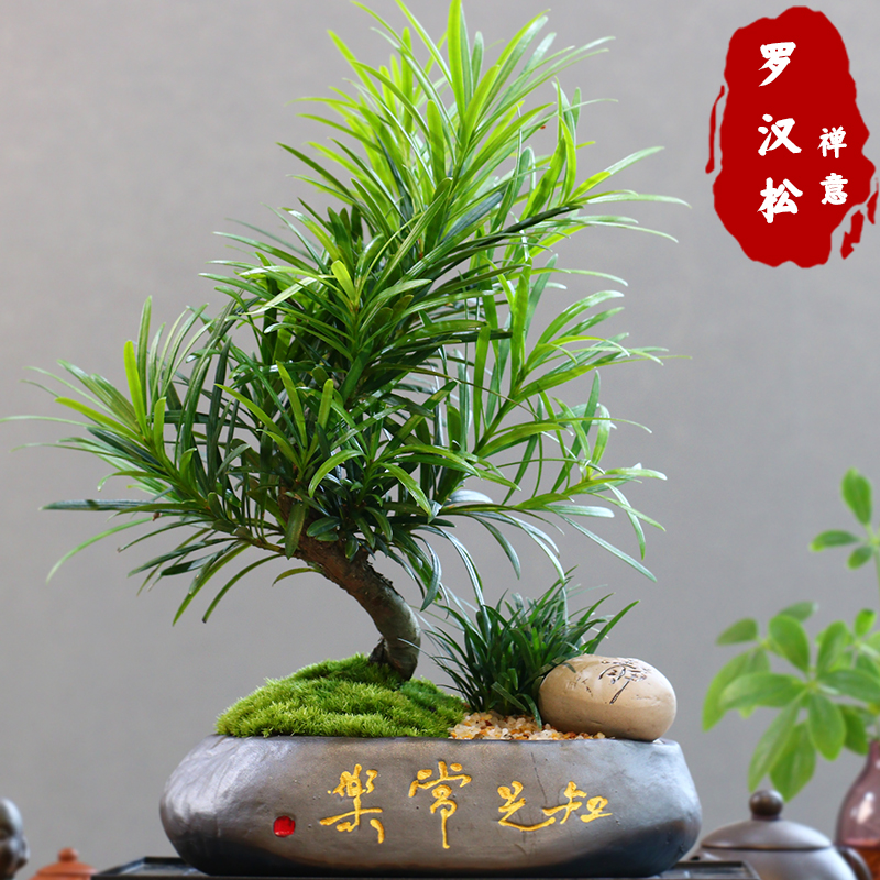 罗汉松迎客S弯造型树桌面室内绿植松柏文人盆景办公室中式盆栽花