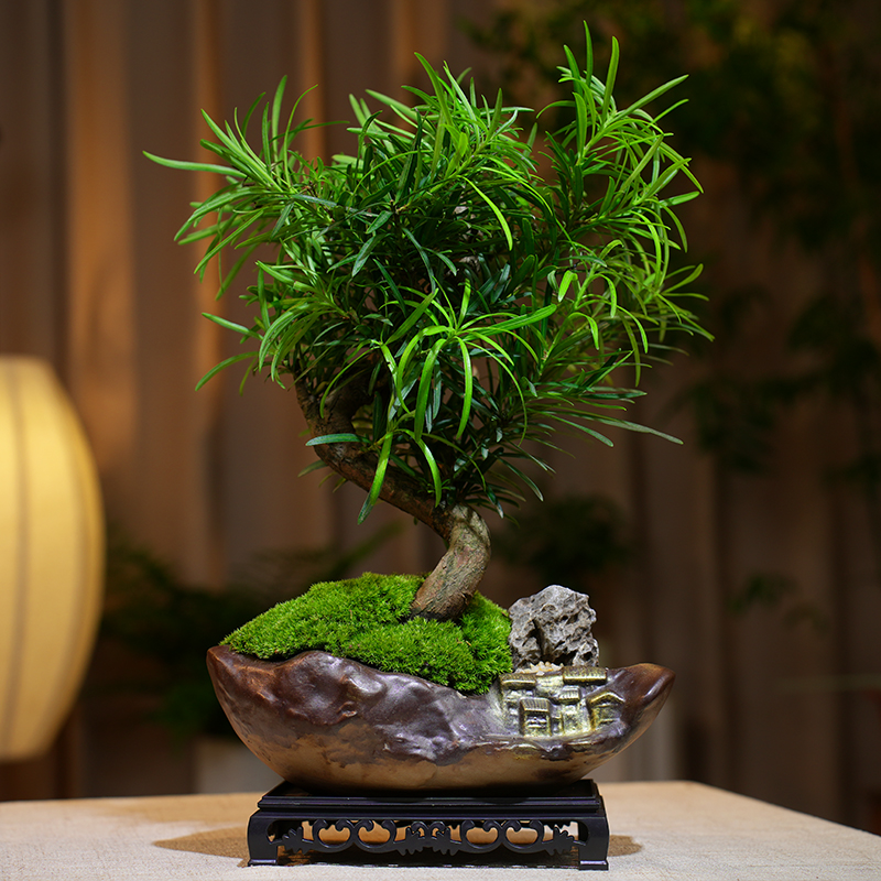 罗汉松迎客S弯造型树桌面室内绿植松柏文人盆景办公室中式盆栽苗