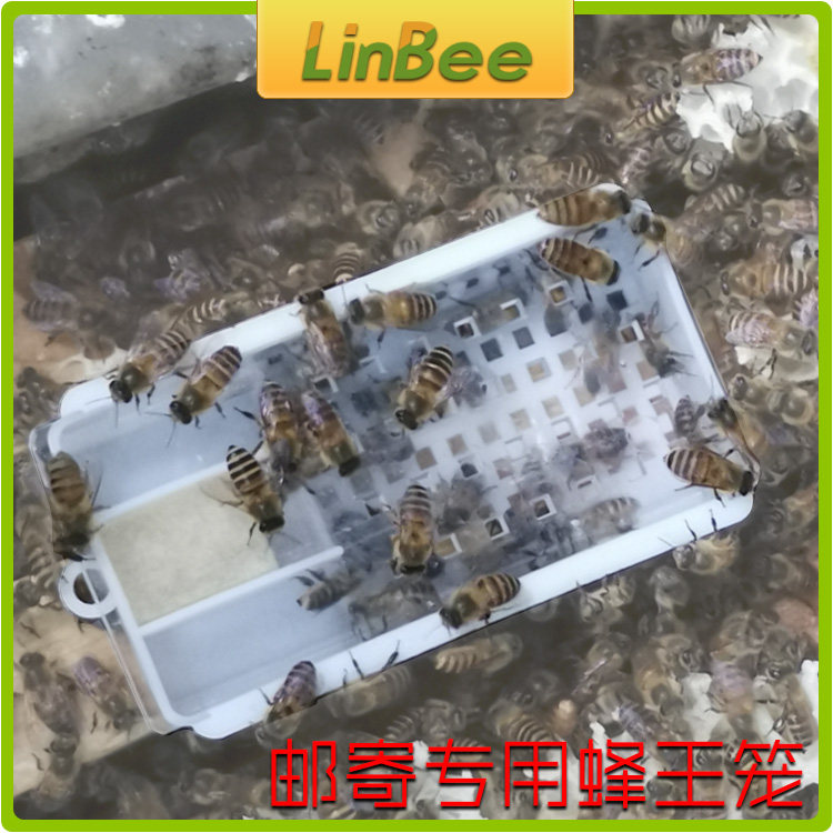 养蜂工具新型囚王笼多功能储王器 中蜂王笼塑料 邮寄专用蜂王笼在类目 畜牧/养殖物资, 蜂场养殖物资, 养蜂巢础中 - 来自Buy2taobao.com提供专业的淘宝代购服务