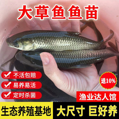 优质大草鱼鱼苗批发草皖淡水好养殖食用饲料冷水观赏鱼小鱼苗包邮