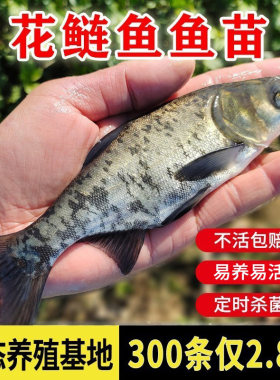 优质花鲢鱼苗包活到家不活包赔