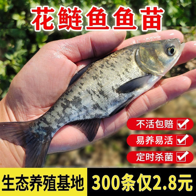 优质花鲢鱼苗包活到家不活包赔