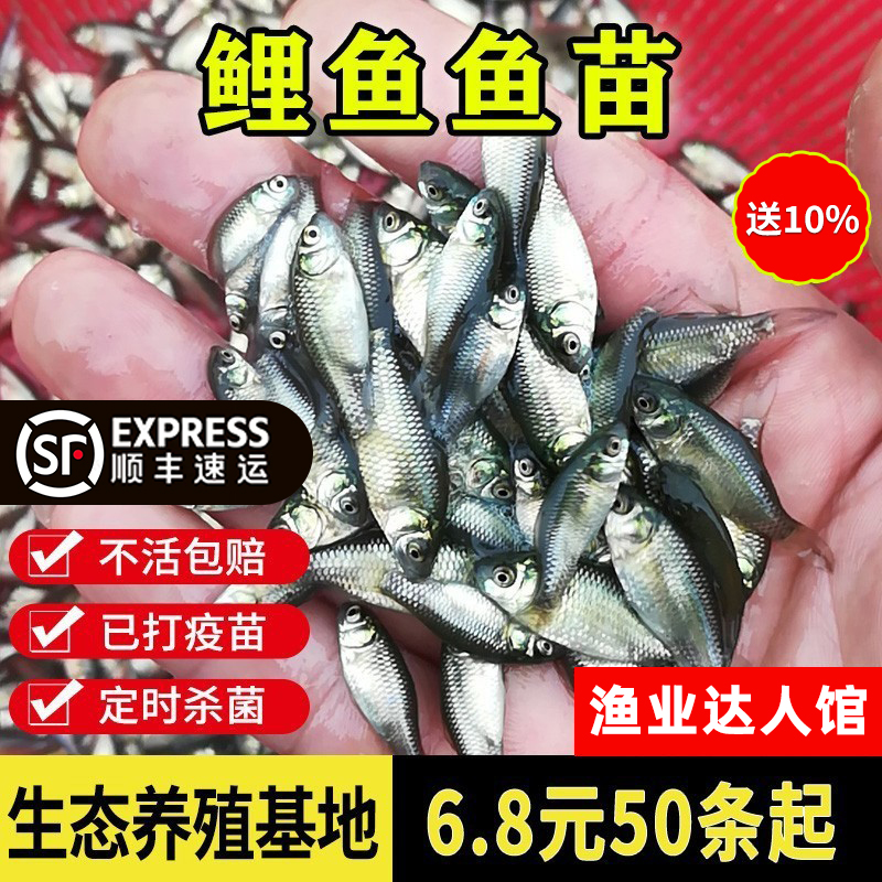 鲤鱼鱼苗不活包赔包活包邮