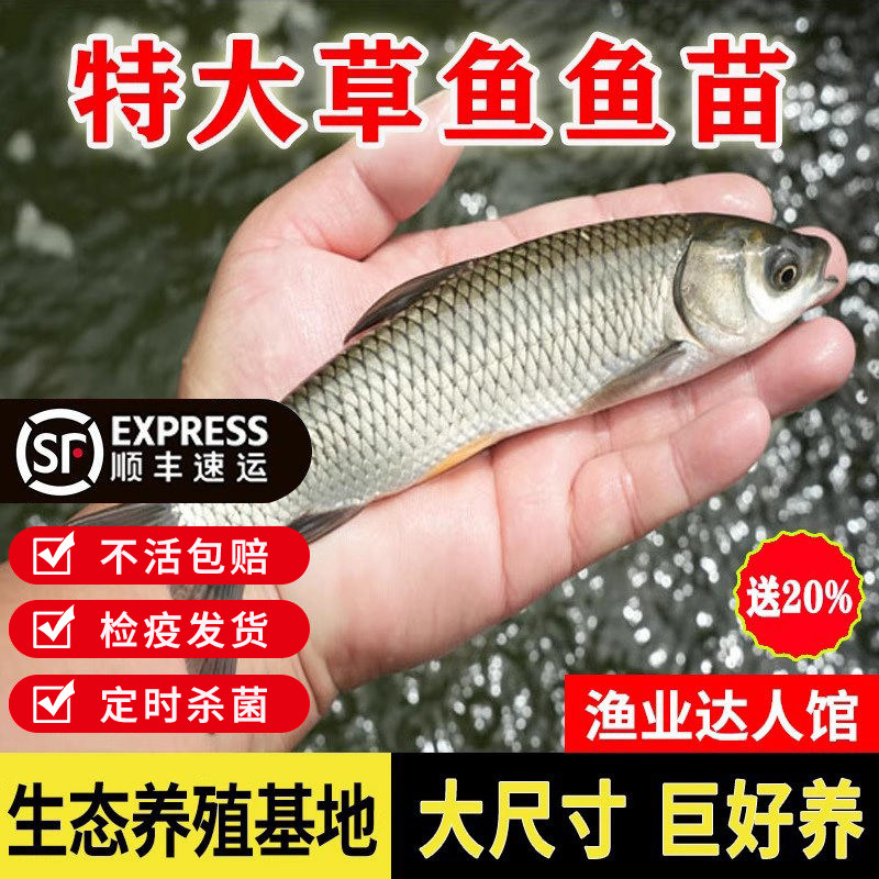 广东惠州草鱼鱼苗淡水养殖食用半斤特大草鱼苗批发小草鱼活鱼鱼苗
