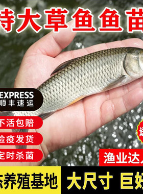 广东惠州草鱼鱼苗淡水养殖食用半斤特大草鱼苗批发小草鱼活鱼鱼苗