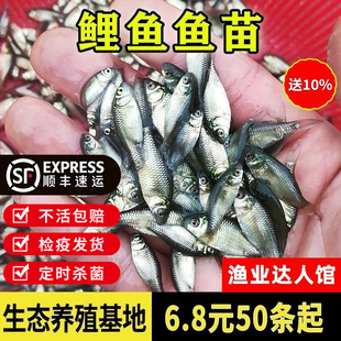优质鲤鱼苗 淡水养殖黑鲤鱼鱼苗淡水鱼塘活体养殖包活包邮小鱼苗