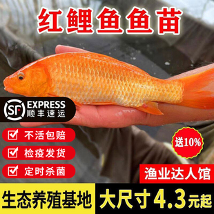 优质兴国红鲤鱼苗可食用可观赏淡水鱼塘养殖红鲤鱼苗大品种红鲤鱼