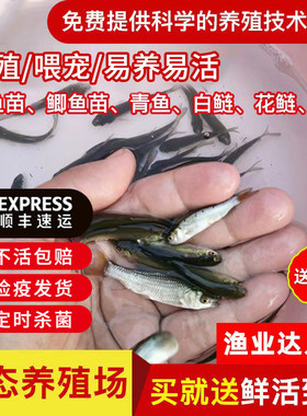 喂乌龟料小鱼活体草鱼苗鲫鱼