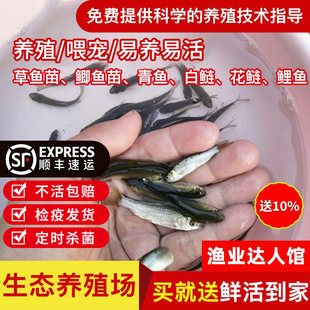 喂乌龟饲料鱼小鱼活体养殖活鱼龙鱼活食饲料淡水鱼苗草鱼苗鲫鱼苗
