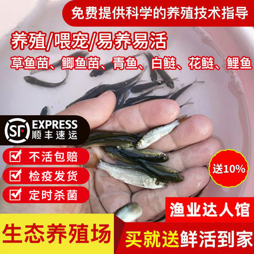 喂乌龟料小鱼活体草鱼苗鲫鱼