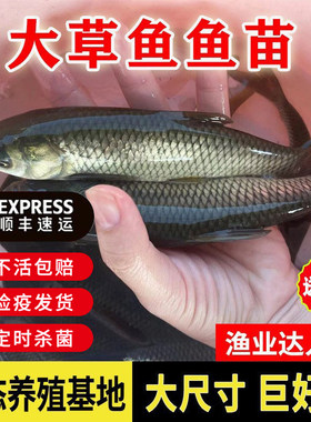 优质大草鱼鱼苗批发草皖淡水好养殖食用饲料冷水观赏鱼小鱼苗包邮