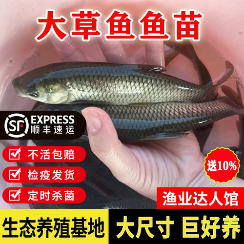 优质大草鱼鱼苗批发草皖淡水好养殖食用饲料冷水观赏鱼小鱼苗包邮