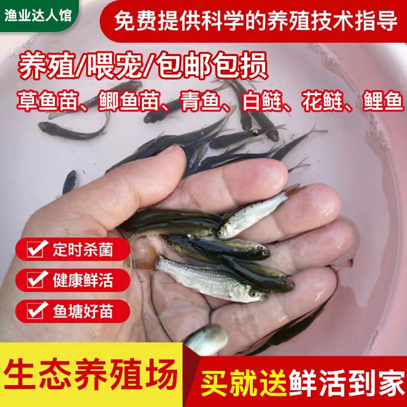 喂乌龟料小鱼活体草鱼苗鲫鱼图片