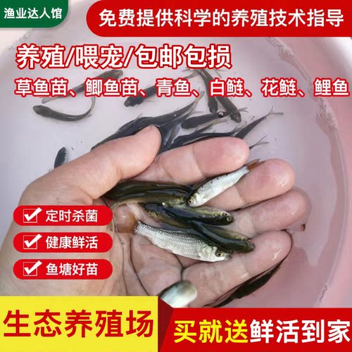 喂乌龟料小鱼活体草鱼苗鲫鱼
