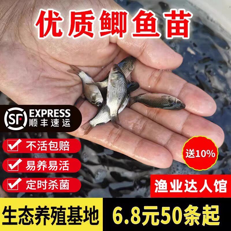 鲫鱼苗活体鱼苗大板鲫鱼苗养殖中科鲫鱼黄金鲫鱼苗淡水养殖