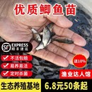 鲫鱼苗活体鱼苗大板鲫鱼苗养殖中科鲫鱼黄金鲫鱼苗淡水养殖