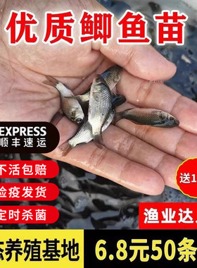 鲫鱼苗活体鱼苗大板鲫鱼苗养殖中科鲫鱼黄金鲫鱼苗淡水养殖