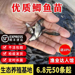 鲫鱼苗活体鱼苗大板鲫鱼苗养殖中科鲫鱼黄金鲫鱼苗淡水养殖
