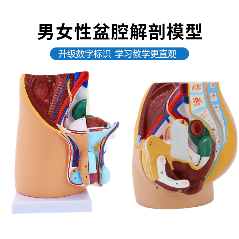 高级盆腔矢状解剖模型生殖器官