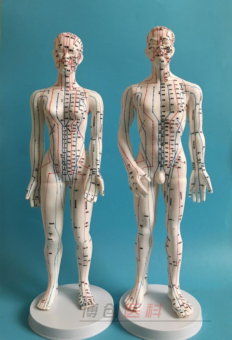 针灸穴位人体模型男50cm 女48cm 针灸模型 血位针灸模型中医模型