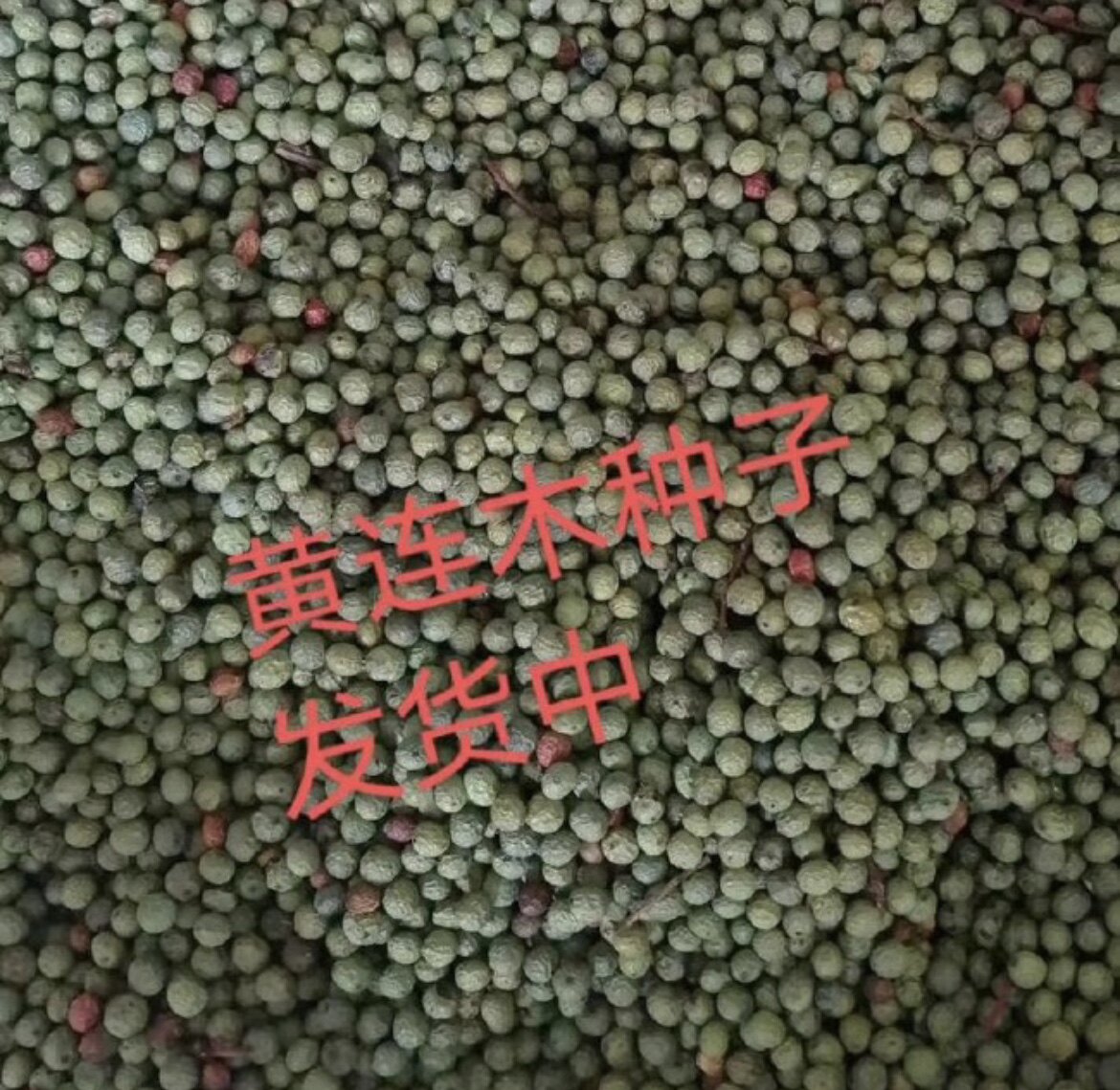 黄连木种子产地直供当年新种子
