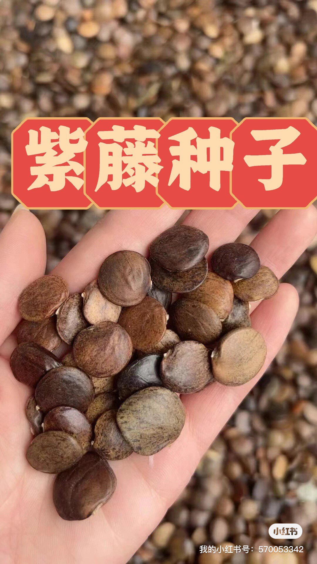 紫藤种子 紫藤花种子当年新种子