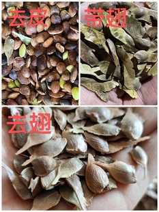 去壳去皮元宝枫籽  神经酸 元宝枫种子食用油树榨油原材料炒食