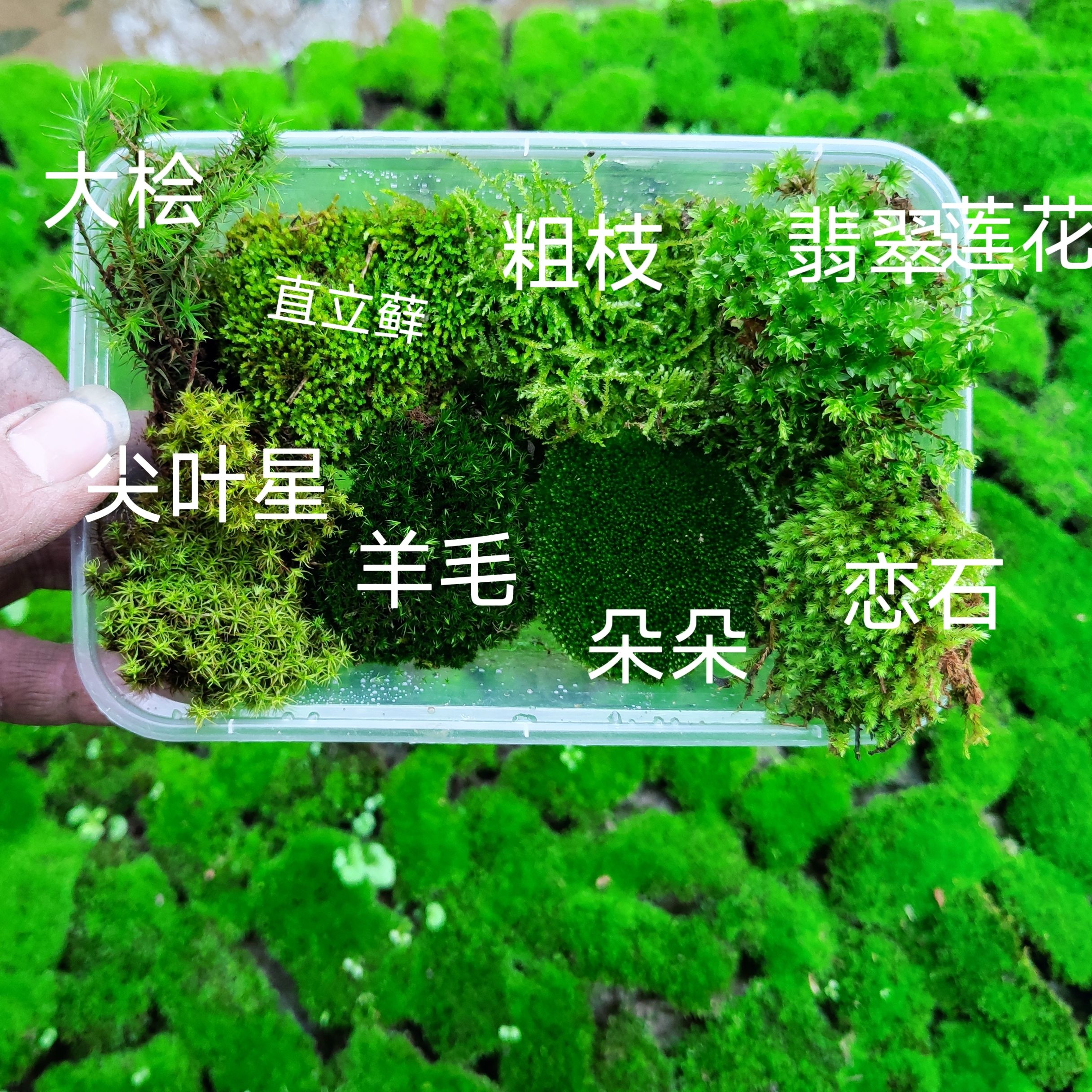 苔藓diy材料新鲜苔藓套餐水陆缸雨林缸微景观造景迷你创意植物